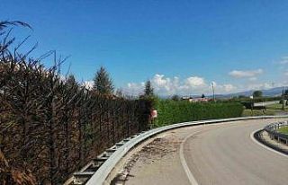 Onlarca ağaç yakıldı