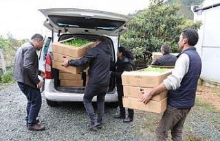 Ordu’da üreticilere 350 bin fide dağıtıldı