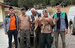 Ormancıların yaralı bulduğu yaban keçisi tedavi...