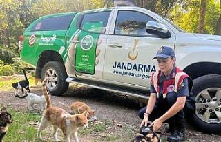 Osmaniye’de sokak hayvanlarına mama desteği