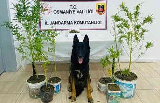 Osmaniye’de uyuşturucu operasyonu