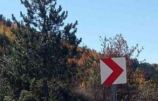 Otomobilin çarptığı domuz telef oldu