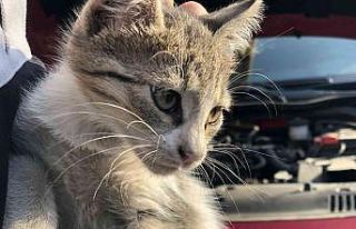 Otomobilin motor kısmına giren yavru kedi kurtarıldı