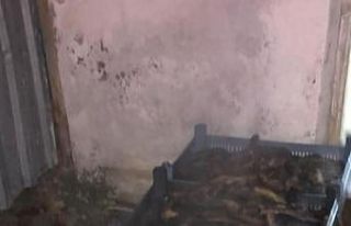 (Özel) Çanakkale’de kaçak deniz patlıcanı operasyonu