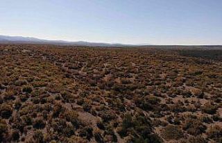 (ÖZEL) Kışa hazırlanan ağaçlar renk cümbüşü...