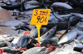 Palamut bereketi devam ediyor: 3 tanesi 90 TL