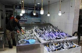 Palamut bereketi sürüyor