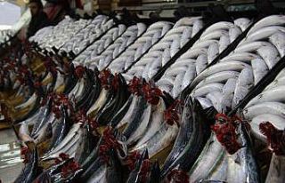 Palamut fiyatları dibe vurdu: 700 gram palamut 25...