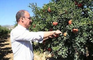 Pamukkale Belediyesi’nden nar ve ayva için coğrafi...