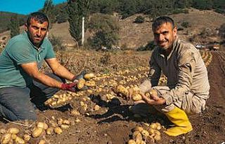 Patateste 40 bin tona yakın rekolte bekleniyor