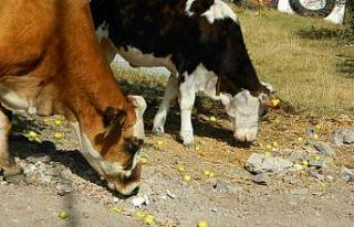 Posof’ta toplanmayan meyveler hayvanlara kaldı