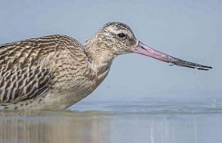 Rekortmen kuş bu kez Mersin’de görüntülendi