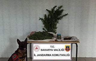 Sakarya’da jandarma ekipleri uyuşturucuya geçit...