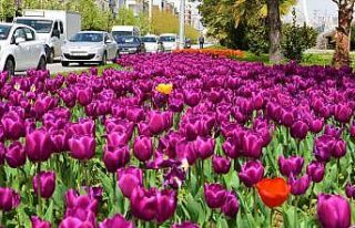 Samsun 405 bin çiçekle süslenecek