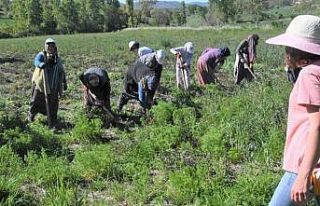 Samsun’da 11 bin 456 çiftçiye fide, fidan ve tohum...
