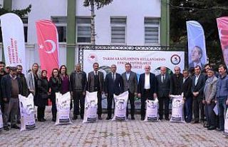 Samsun’da yerli ve milli buğday çeşitleri yaygınlaşıyor