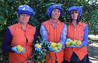 Sarı altın satsumada hasat zamanı