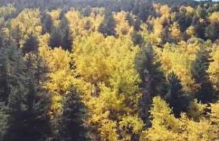 Sarıkamış ormanlarındaki renk cümbüşü havadan...