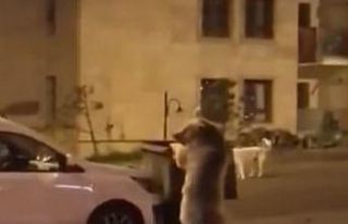 Sarıkamış’ta ayılar sokaklarda dolaşıyor