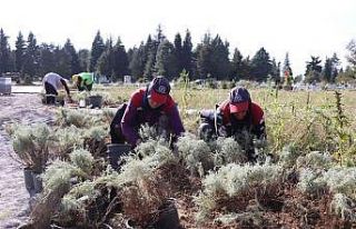 Şehir mezarlığında lavanta kokusu sardı