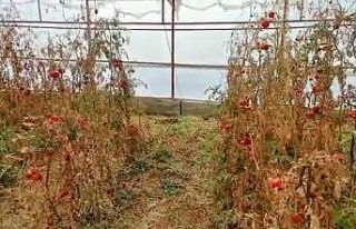 Serada cansız bedeni bulunan çiftçinin şüpheli...