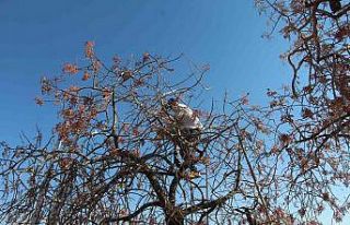 Siirt’te bıttım toplanmaya başlandı