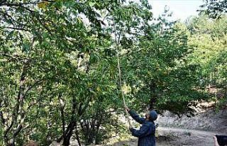 Simav’da kestane hasadı başladı