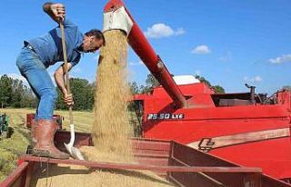 Sinop’ta çeltik hasadı başladı