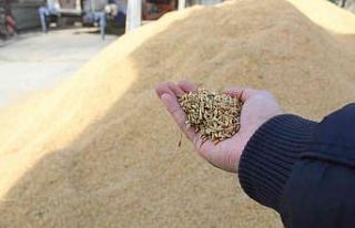 Sinop’ta çeltik kurutma işlemleri sürüyor