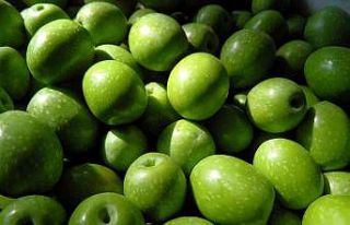 Sofralık zeytin ihracatında tarihi rekor