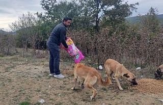 Sokak hayvanlarına destek devam ediyor
