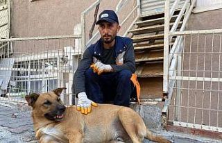 Sokak köpeği ile temizlik görevlisinin yürekleri...