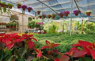 Sonbaharın en çok tercih edilen çiçekleri