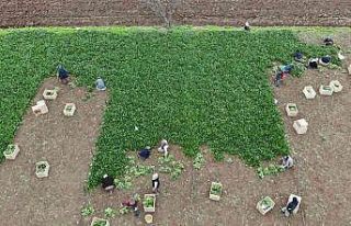 Sonbaharın gözdesi, havaların soğuması ile talep...