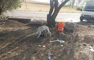 Sungurlu belediyesi sokak hayvanlarını unutmadı