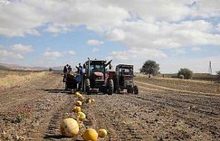 Talas’ta yemek posaları yeme dönüşüyor