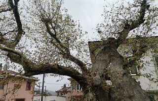 Tarihi ulu çınar ve Ulu Cami yıllara meydan okuyor