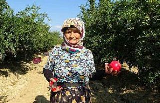 Tarlada çalışan 64 yaşındaki Zehra Teyze, gençlere...