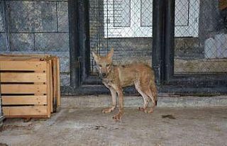 Tarsus Doğa Parkı yaban hayvanlarına merhem oluyor