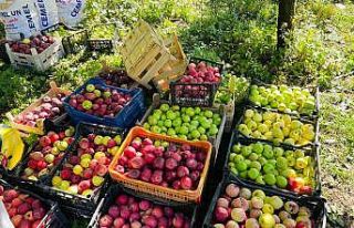 Tatvan’da elma hasadı