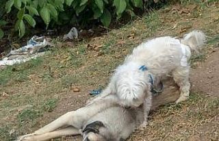 Tavşanlı’da 2 köpek, 1 tilki ve 1 kirpinin ölümü...