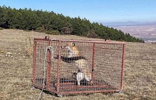 Tedavi edilen kızıl tilki doğaya salındı