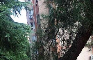 Tehlike arz eden ağaca müdahale edildi