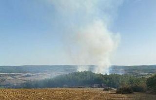 Tekirdağ’da orman yangını