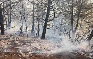 Tekirdağ’da orman yangını söndürüldü