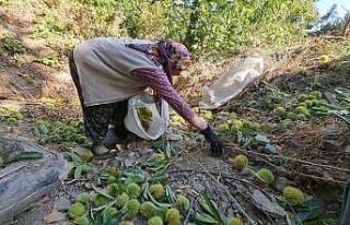 Tire’de kestane hasadı başladı