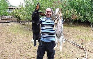 Tokat’ta dev tavşanlar görenleri şaşırtıyor