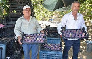 Toroslar’ın yüksek kesimlerinde incir hasadı...