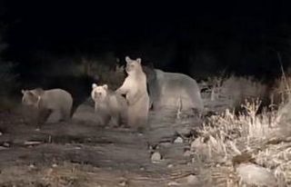 Tunceli’de ayılar şehre indi