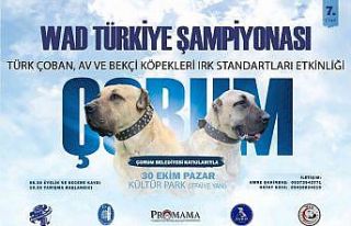 Türk çoban köpeği ırkları Çorum’da podyuma...